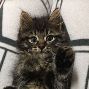 Meet your Posher, Yvette